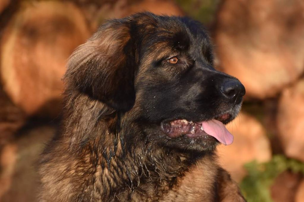 Mon chien Vd Bunnerbende